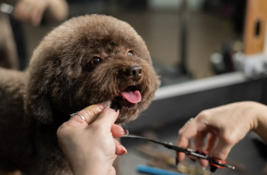 Dog Grooming Face Techniques