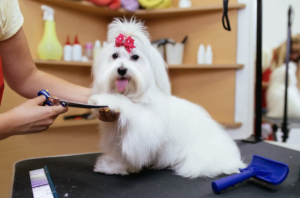 View of Top Trends in Pet Grooming for 2025: What’s Shaping the Industry This ...