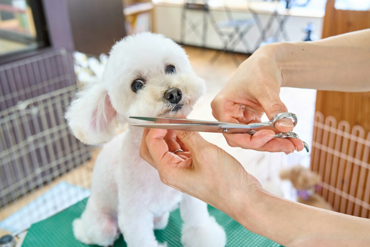 Professional Grooming Session